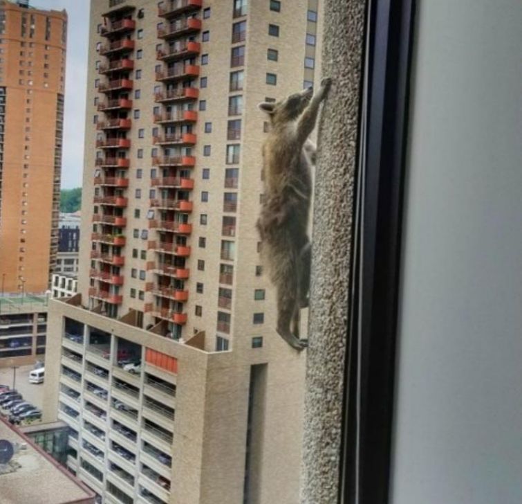 Весь интернет с замиранием сердца следил, как енот сутки взбирался на крышу небоскрёба енот взобрался на небоскрёб, енот влез по зданию, енот залез на небоскрёб, енот по стене небоскрёба