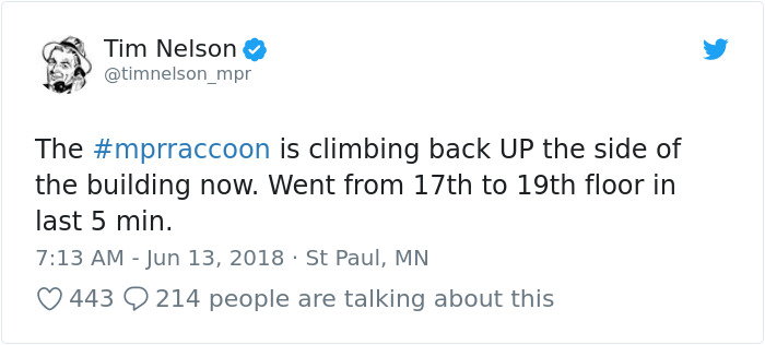 Весь интернет с замиранием сердца следил, как енот сутки взбирался на крышу небоскрёба енот взобрался на небоскрёб, енот влез по зданию, енот залез на небоскрёб, енот по стене небоскрёба