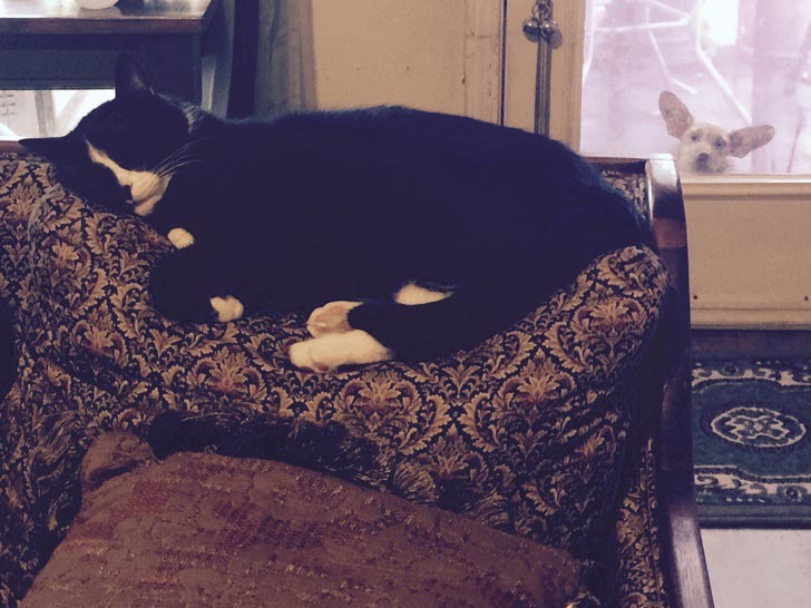 животные которые попали в кадр, животные попали в кадр сделав его смешнее 