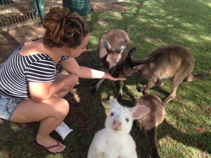 животные которые попали в кадр, животные попали в кадр сделав его смешнее 