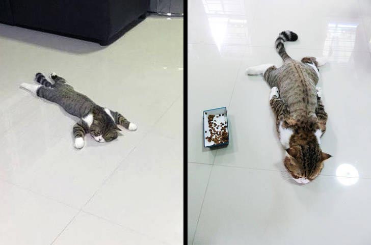 25 смешных фотографий того, как летняя жара меняет мир вокруг летняя жара, смешные фото жара, жара меняет всё, летняя жара фото