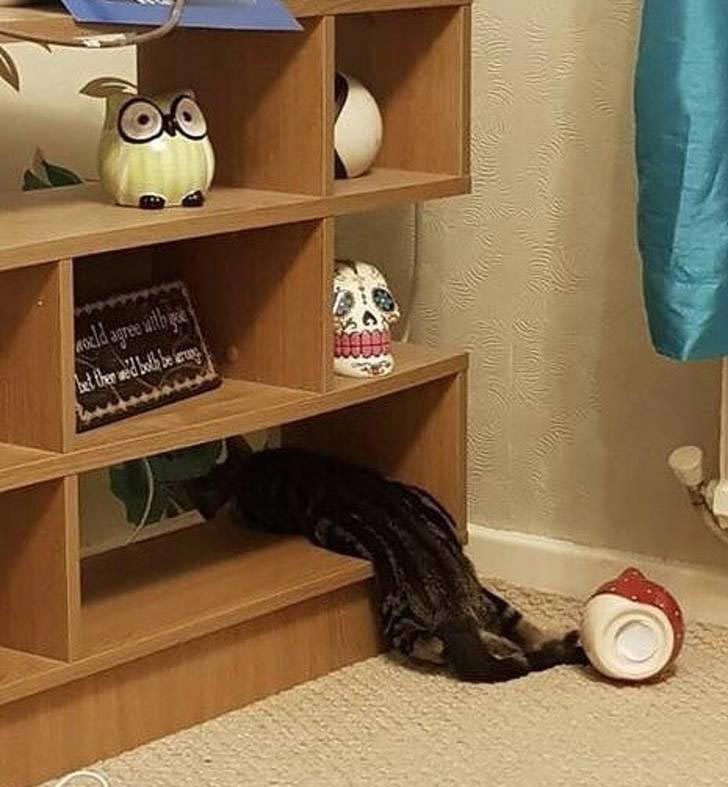 25 смешных фотографий того, как летняя жара меняет мир вокруг летняя жара, смешные фото жара, жара меняет всё, летняя жара фото