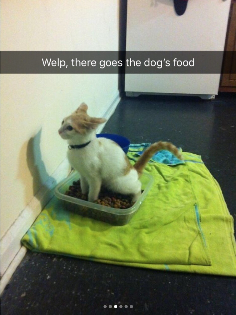 грубые животные, животные грубо друг к другу, животные не любят животных, животные шутят над животными