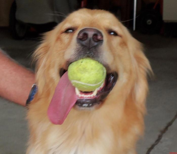 Слепая женщина видит свою собаку в первый раз за 8 лет, Мэри Седжвик, Mary Sedgwick