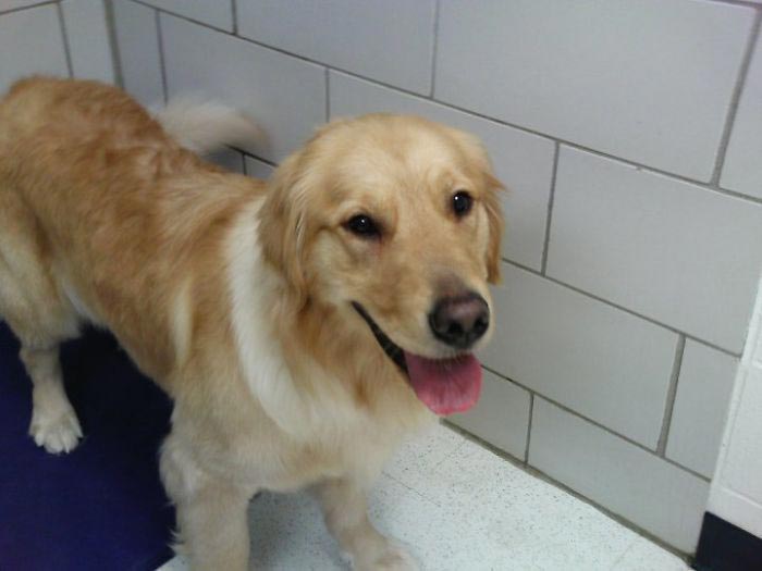 Слепая женщина видит свою собаку в первый раз за 8 лет, Мэри Седжвик, Mary Sedgwick