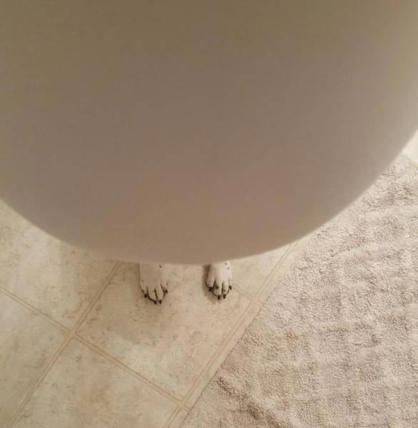 семейное безумие, семейные подколы, семейные розыгрыши, розыгрыши семьи