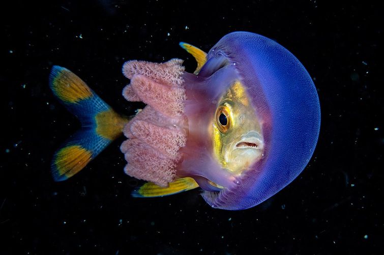 подводный фотограф года 2018, подводные фотографии 2018, конкурс подводной фотографии 2018, Underwater Photographer of the Year 2018