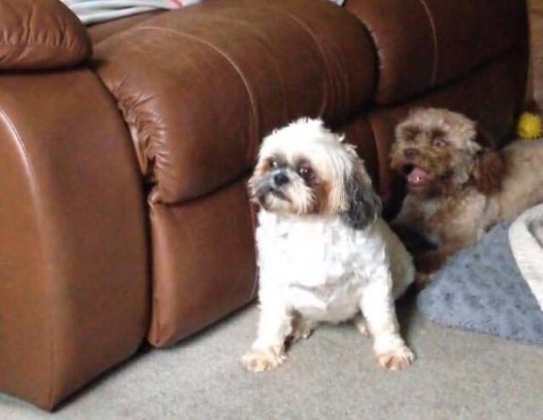 собака с человеческим лицом, собака с лицом человека, собака с лицом, собака похожа на человека