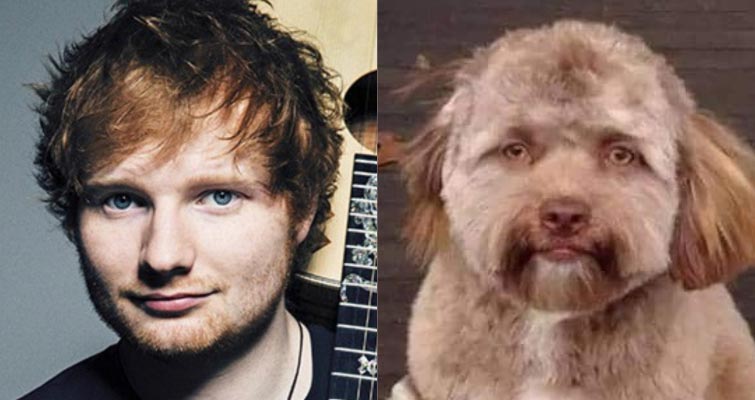 собака с человеческим лицом, собака с лицом человека, собака с лицом, собака похожа на человека