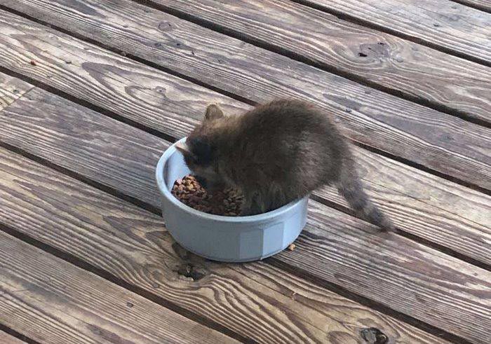 Вот почему кормление беременного енота это рискованное занятие почему не стоит кормить беременного енота, кормить беременного енота рискованное занятие, чем грозит кормление беременного енота