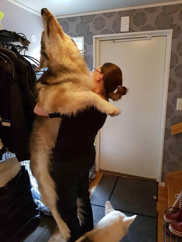 Волкособы — 60-килограммовые нежные гиганты, которые очень любят обниматься волкособы, волкособы фото, кто такие волкособы, гибрид собаки и волка, милые фото волкособов