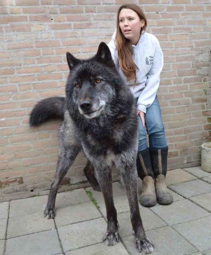 Собаки похожие на волков порода фото