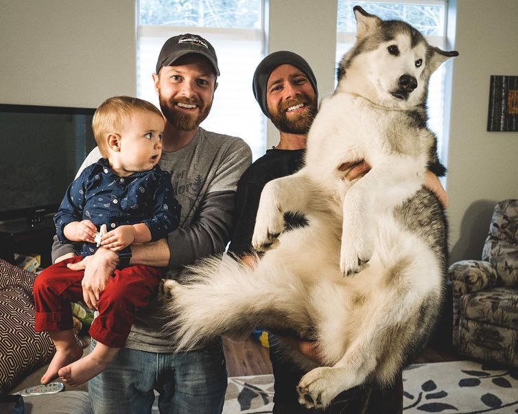 Волкособы — 60-килограммовые нежные гиганты, которые очень любят обниматься волкособы, волкособы фото, кто такие волкособы, гибрид собаки и волка, милые фото волкособов