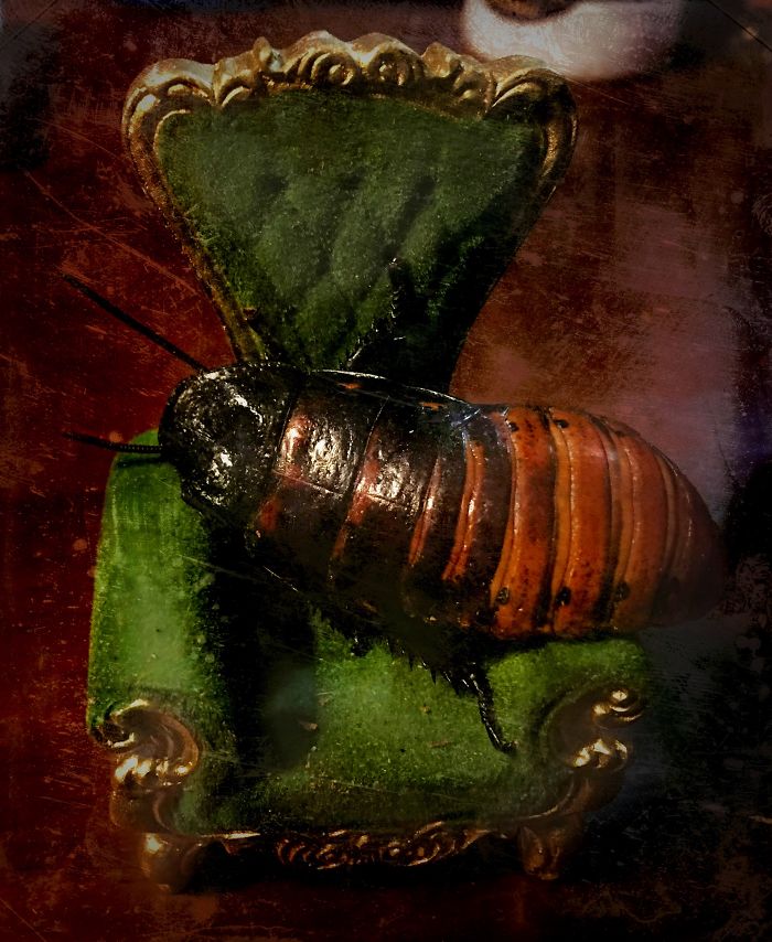 Эндрю Фуллер, Andrew Fuller, пугающие торты 