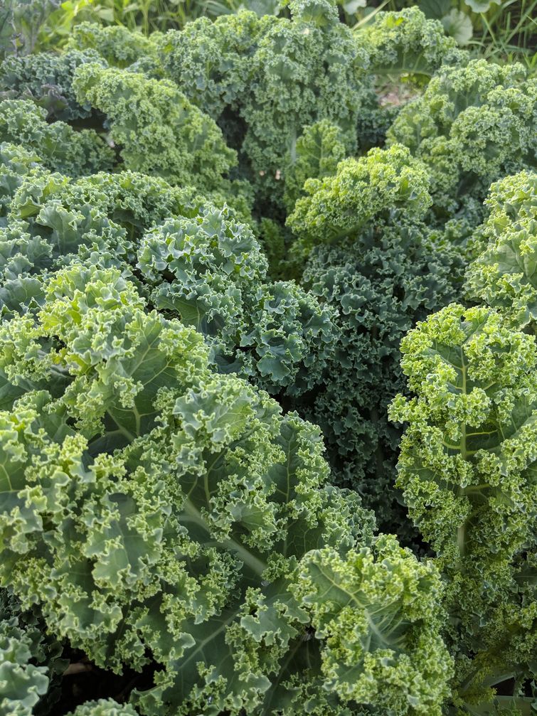 оптические иллюзии, сбивающие с толку фотографии, фотографии смотреть дважды