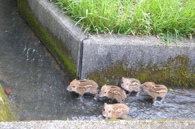 оптические иллюзии, сбивающие с толку фотографии, фотографии смотреть дважды
