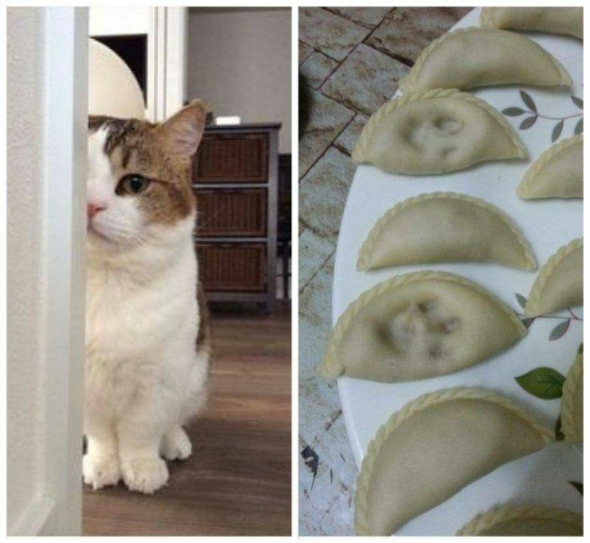 30 восхитительных котов, харизме которых вы не сможете сопротивляться. И правильно коты с харизмой, смешные коты