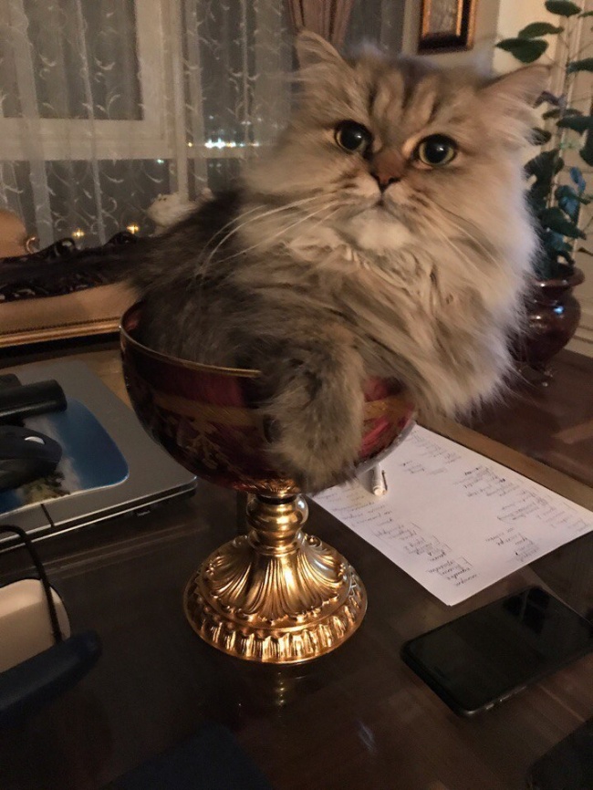 30 восхитительных котов, харизме которых вы не сможете сопротивляться. И правильно коты с харизмой, смешные коты