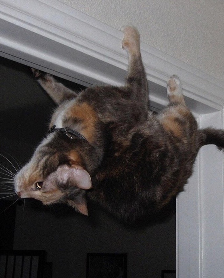 30 восхитительных котов, харизме которых вы не сможете сопротивляться. И правильно коты с харизмой, смешные коты