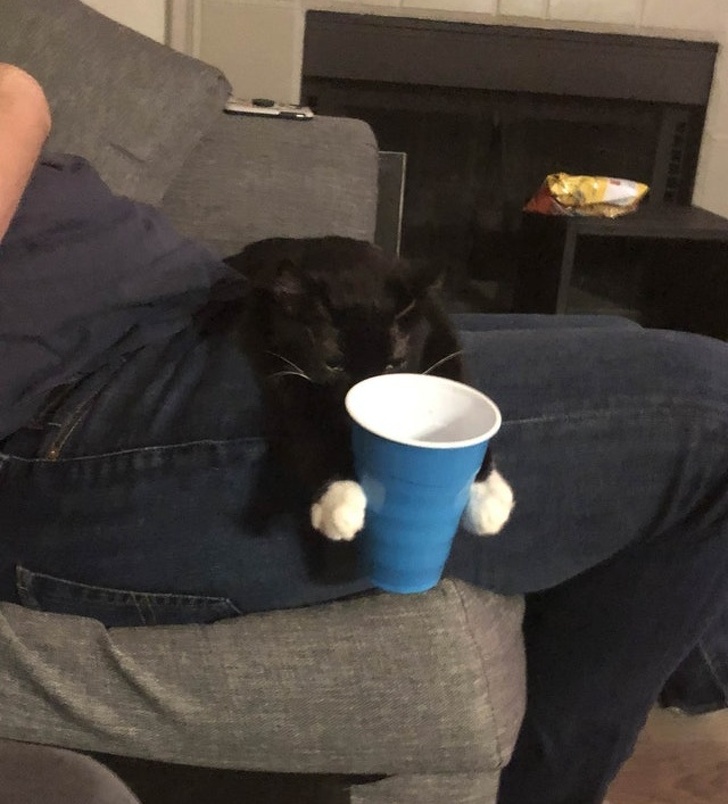 30 восхитительных котов, харизме которых вы не сможете сопротивляться. И правильно коты с харизмой, смешные коты