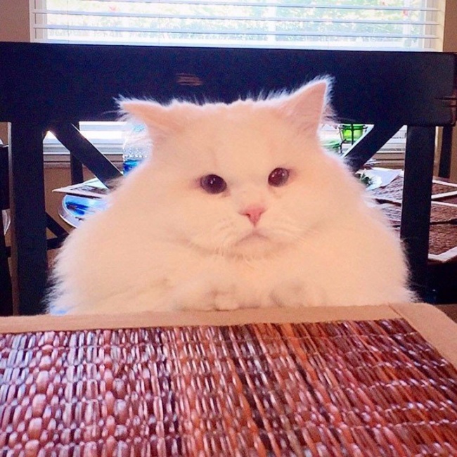 30 восхитительных котов, харизме которых вы не сможете сопротивляться. И правильно коты с харизмой, смешные коты