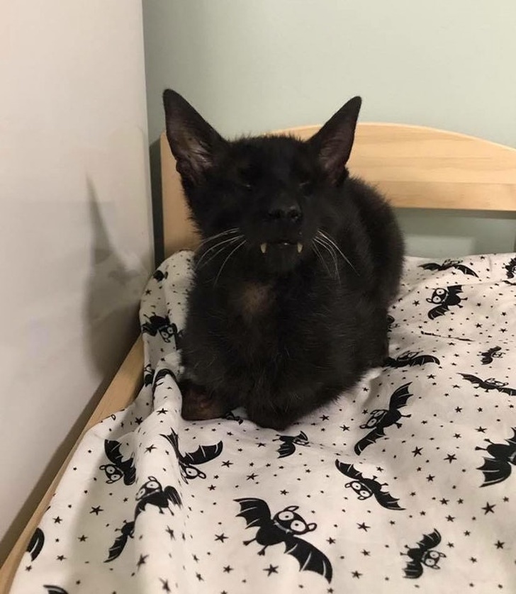 30 восхитительных котов, харизме которых вы не сможете сопротивляться. И правильно коты с харизмой, смешные коты