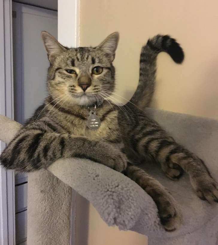 30 восхитительных котов, харизме которых вы не сможете сопротивляться. И правильно коты с харизмой, смешные коты