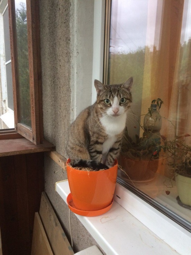 30 восхитительных котов, харизме которых вы не сможете сопротивляться. И правильно коты с харизмой, смешные коты