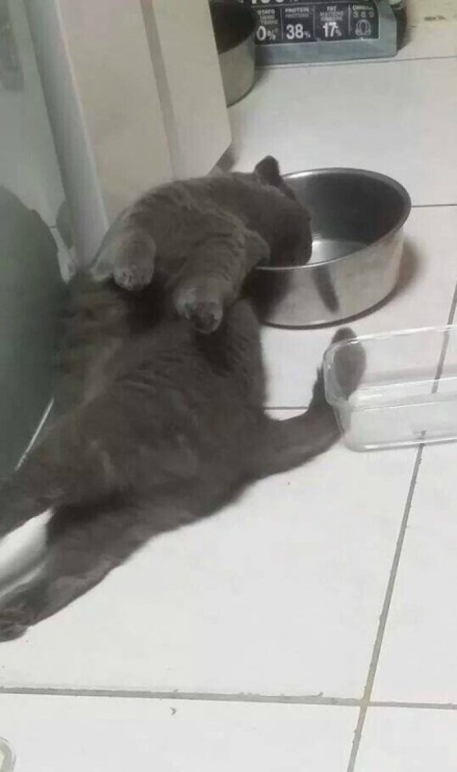 30 восхитительных котов, харизме которых вы не сможете сопротивляться. И правильно коты с харизмой, смешные коты