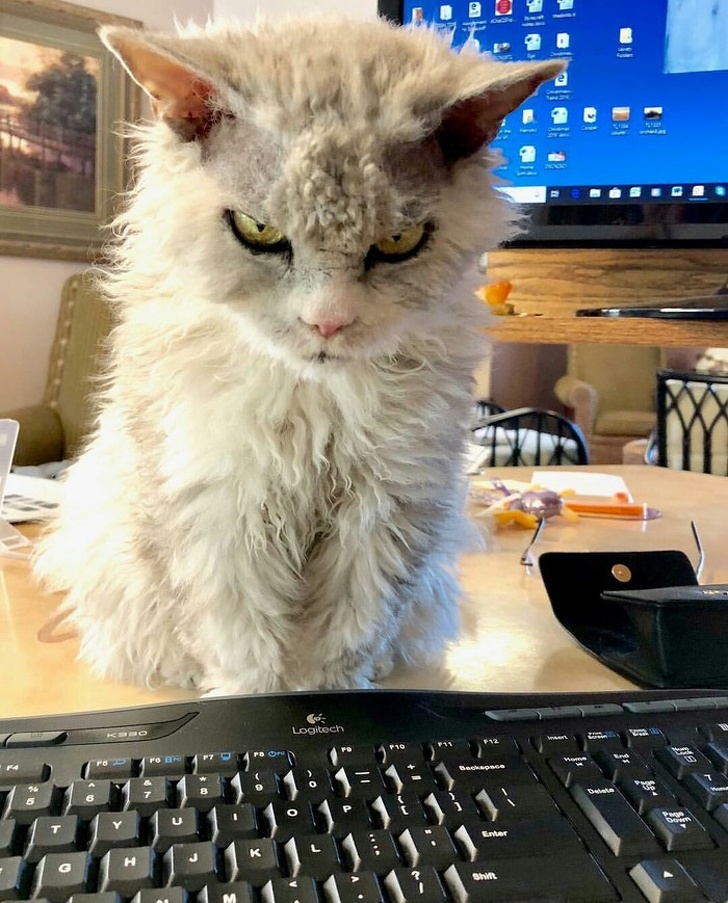 30 восхитительных котов, харизме которых вы не сможете сопротивляться. И правильно коты с харизмой, смешные коты