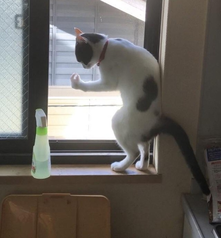 30 восхитительных котов, харизме которых вы не сможете сопротивляться. И правильно коты с харизмой, смешные коты