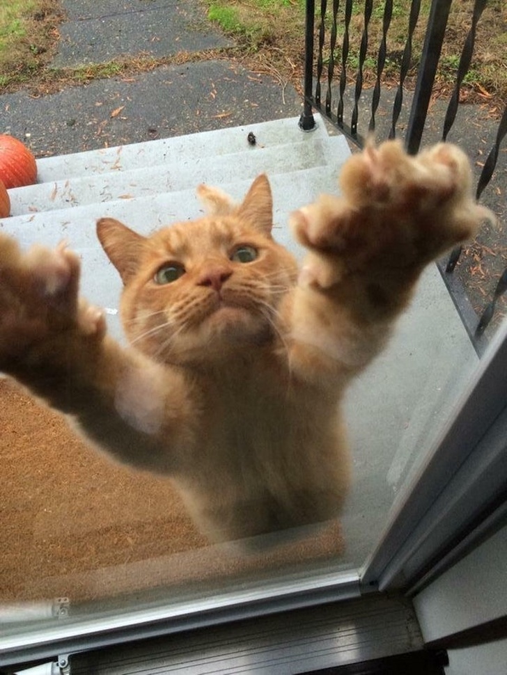 30 восхитительных котов, харизме которых вы не сможете сопротивляться. И правильно коты с харизмой, смешные коты