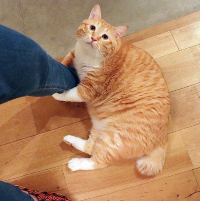 30 восхитительных котов, харизме которых вы не сможете сопротивляться. И правильно коты с харизмой, смешные коты