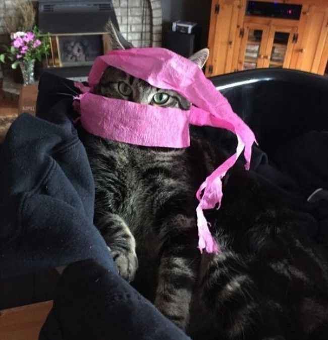 30 восхитительных котов, харизме которых вы не сможете сопротивляться. И правильно коты с харизмой, смешные коты