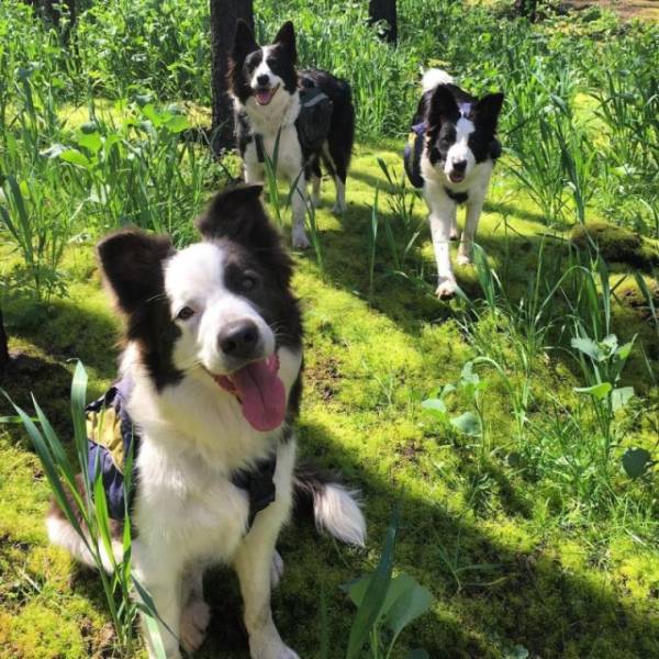 Как при помощи трёх собак и теннисного мячика восстановить сгоревший лес (Гениально!) собаки восстанавливают лес, собаки с семенами лес, собаки помогают восстановить лес