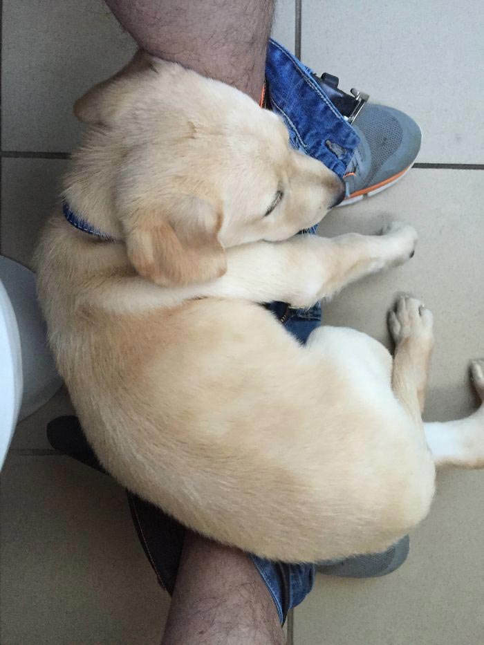 собака лежит в трусах, собака лежит в штанах, процесс роста собаки, фотографии роста собаки