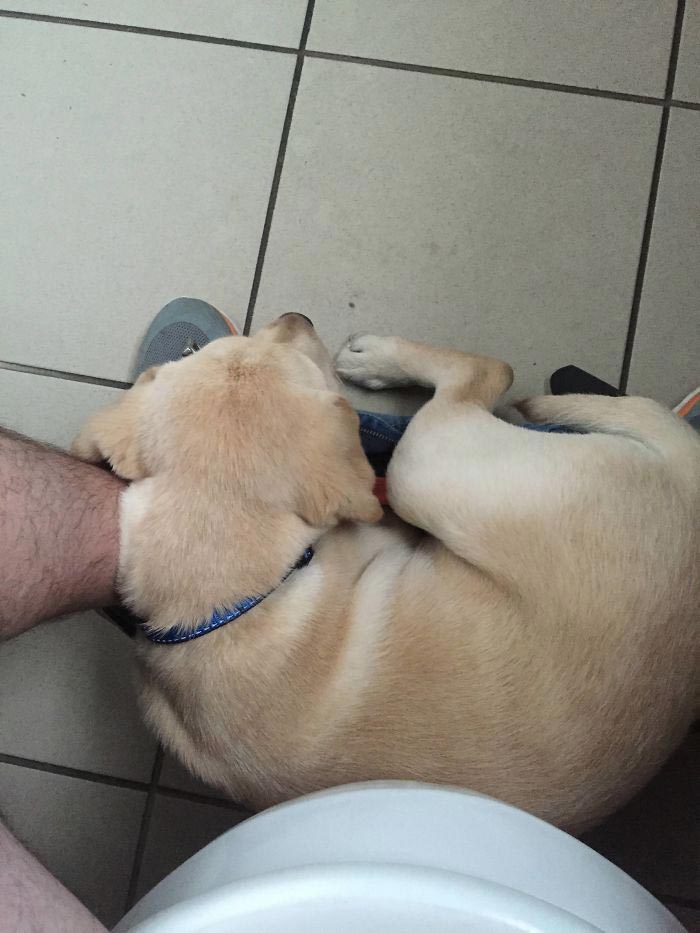 собака лежит в трусах, собака лежит в штанах, процесс роста собаки, фотографии роста собаки