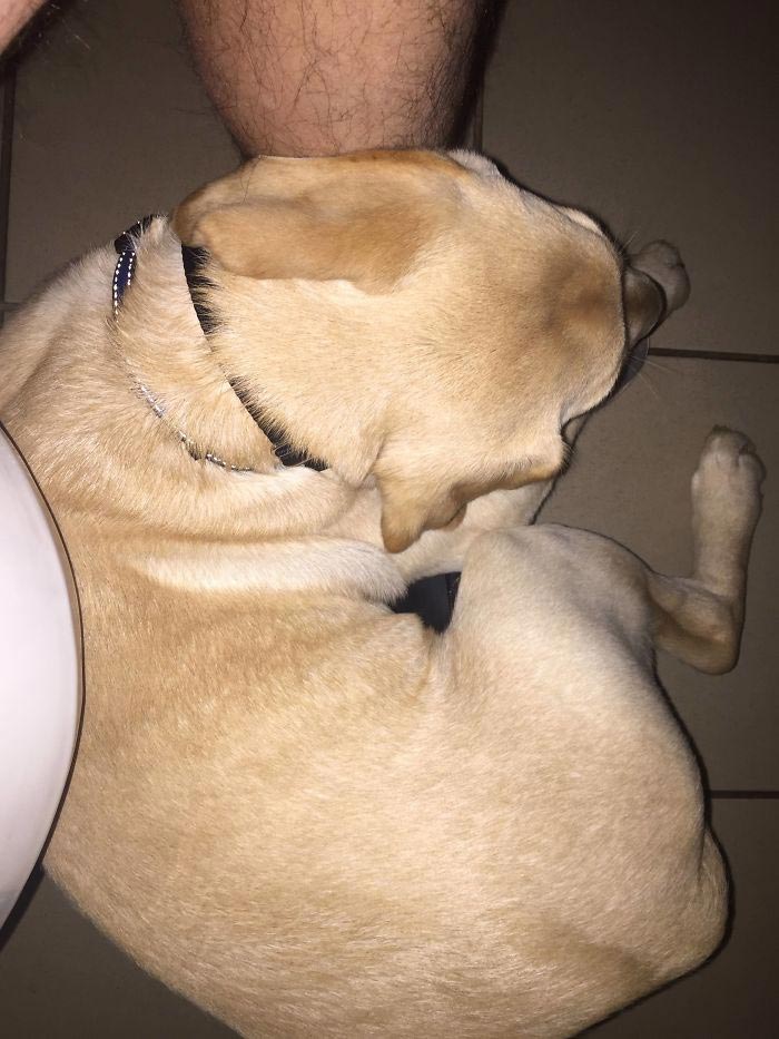 собака лежит в трусах, собака лежит в штанах, процесс роста собаки, фотографии роста собаки