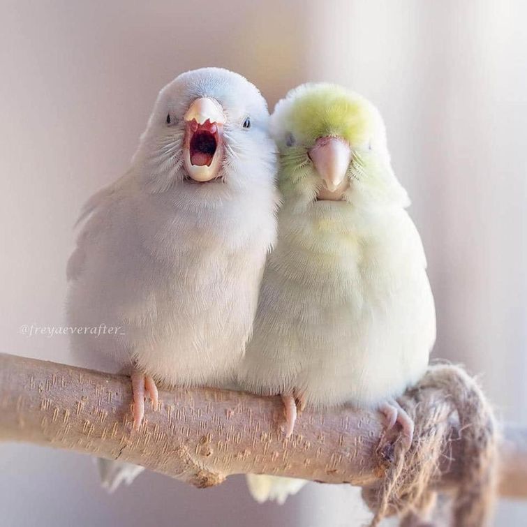 попугаи фото, любовь между попугаями, красивые фотографии попугаев