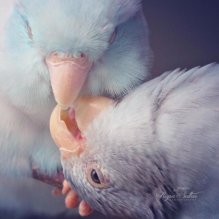 попугаи фото, любовь между попугаями, красивые фотографии попугаев