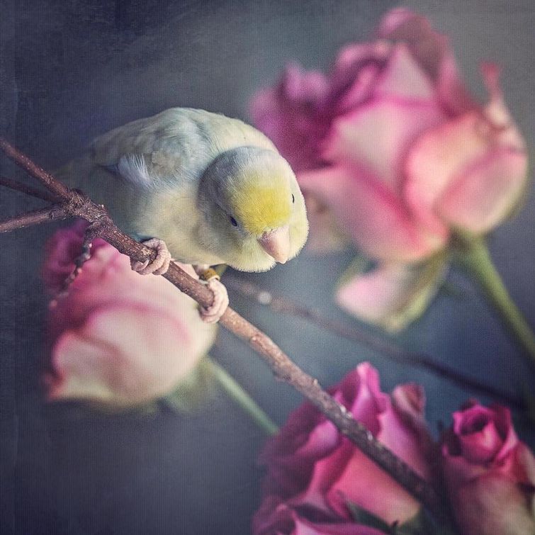 попугаи фото, любовь между попугаями, красивые фотографии попугаев