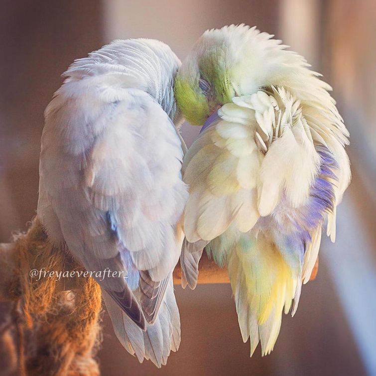 Обои с попугаями в интерьере фото