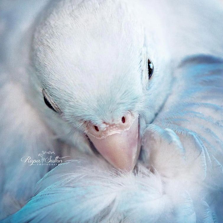 попугаи фото, любовь между попугаями, красивые фотографии попугаев