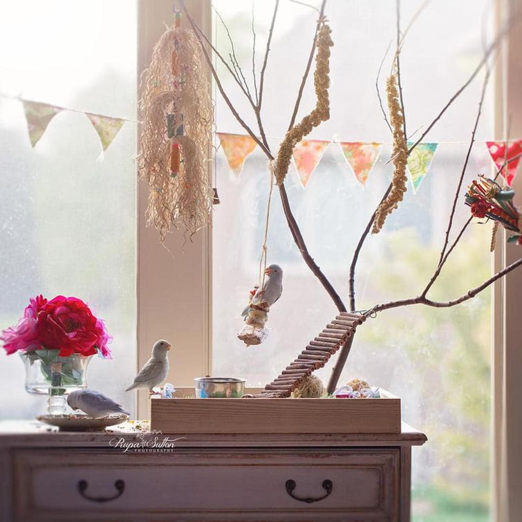 попугаи фото, любовь между попугаями, красивые фотографии попугаев