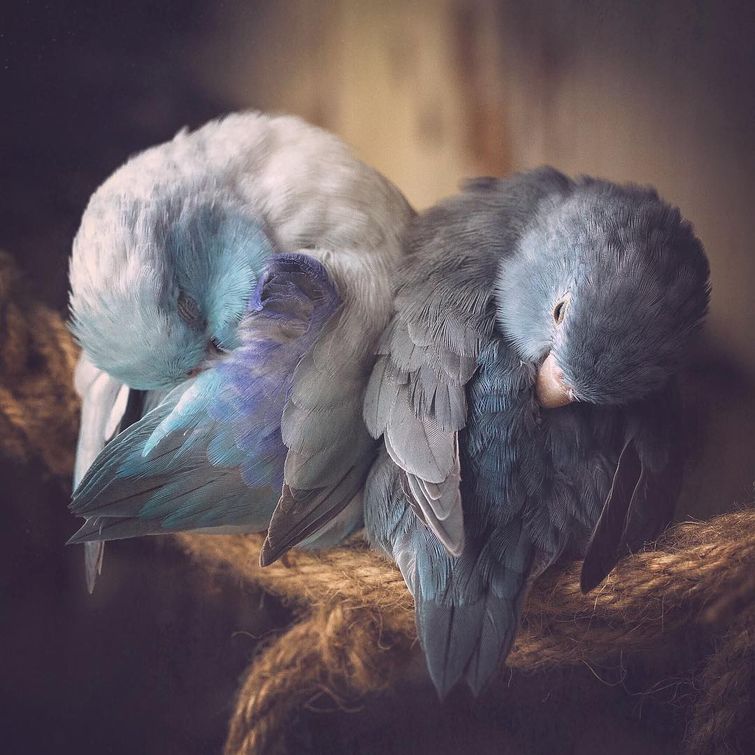 Обои с попугаями в интерьере фото