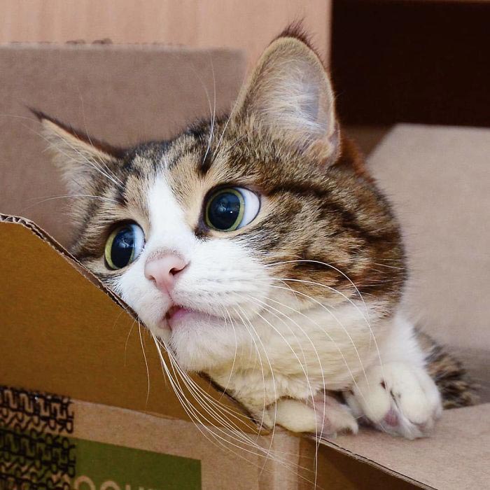 кот Рекси, смешной кот в инвалидной коляске, кот корчит рожи 