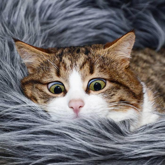 кот Рекси, смешной кот в инвалидной коляске, кот корчит рожи 