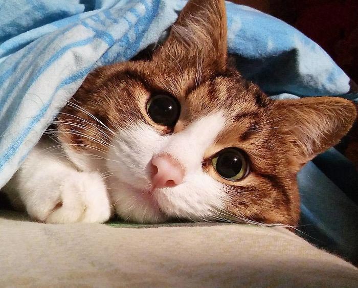 кот Рекси, смешной кот в инвалидной коляске, кот корчит рожи 