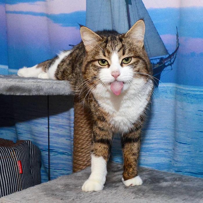 кот Рекси, смешной кот в инвалидной коляске, кот корчит рожи 