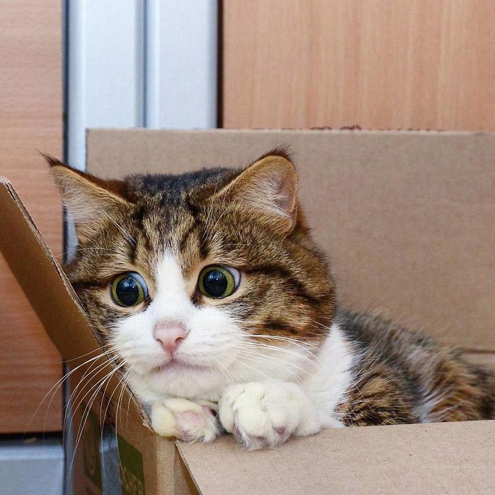 кот Рекси, смешной кот в инвалидной коляске, кот корчит рожи 